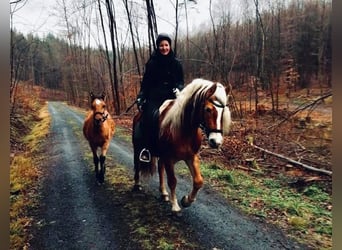 Haflinger, Semental, 20 años, 149 cm