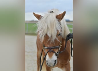 Haflinger, Semental, 22 años, 140 cm, Palomino