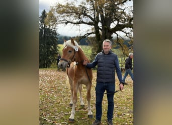Haflinger, Semental, 2 años, 140 cm, Alazán
