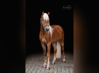 Haflinger, Semental, 2 años, 144 cm, Bayo