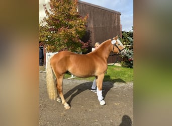 Haflinger, Semental, 2 años, 145 cm, Alazán