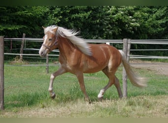 Haflinger, Semental, 2 años, 146 cm, Alazán-tostado
