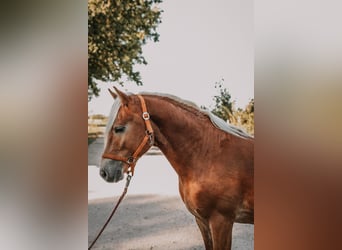 Haflinger, Semental, 2 años, 146 cm, Alazán-tostado