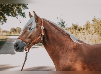 Haflinger, Semental, 2 años, 146 cm, Alazán-tostado