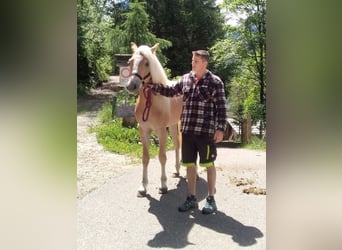 Haflinger, Semental, 2 años, 148 cm, Alazán