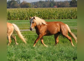 Haflinger, Semental, 2 años, 148 cm, Alazán