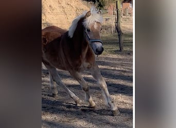 Haflinger, Semental, 2 años, 148 cm