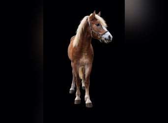 Haflinger, Semental, 2 años, 149 cm
