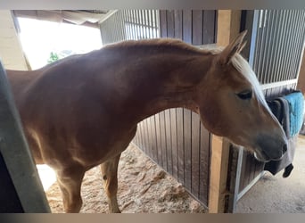 Haflinger, Semental, 2 años, 150 cm, Alazán