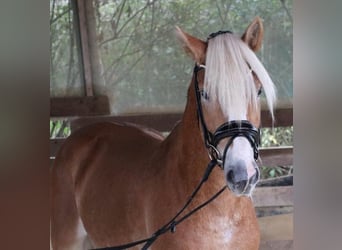 Haflinger, Semental, 2 años, 150 cm, Alazán
