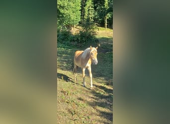 Haflinger, Semental, 2 años, 150 cm, Alazán