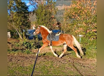 Haflinger, Semental, 2 años, 150 cm, Alazán-tostado