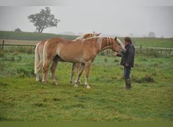 Haflinger, Semental, 2 años, 151 cm, Alazán