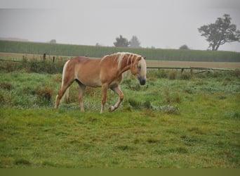 Haflinger, Semental, 2 años, 151 cm, Alazán