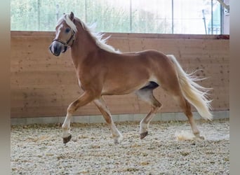 Haflinger, Semental, 2 años, Alazán