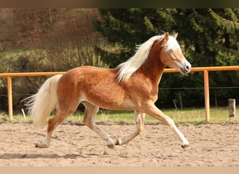 Haflinger, Semental, 2 años, Alazán