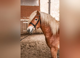 Haflinger, Semental, 3 años, 148 cm, Alazán
