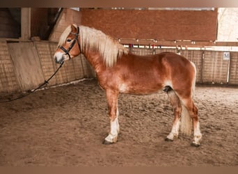 Haflinger, Semental, 3 años, 148 cm, Alazán