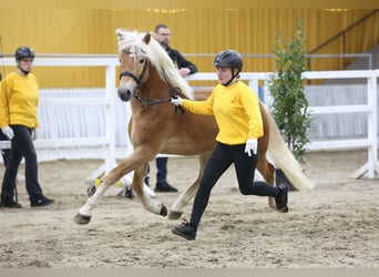 Haflinger, Semental, 3 años, 149 cm