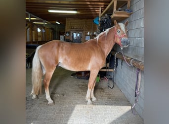 Haflinger, Semental, 3 años, 152 cm, Alazán
