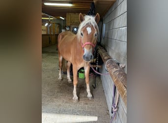 Haflinger, Semental, 3 años, 152 cm, Alazán