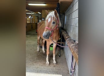 Haflinger, Semental, 3 años, 152 cm, Alazán