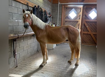 Haflinger, Semental, 3 años, 152 cm, Alazán
