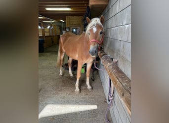 Haflinger, Semental, 3 años, 152 cm, Alazán