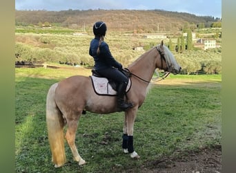 Haflinger, Semental, 3 años, 152 cm, Alazán