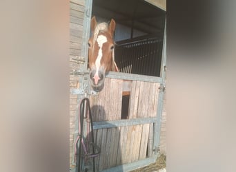 Haflinger, Semental, 3 años, 155 cm, Alazán