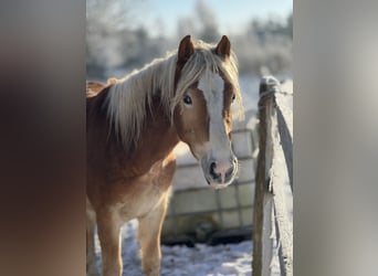 Haflinger, Semental, 3 años, Alazán