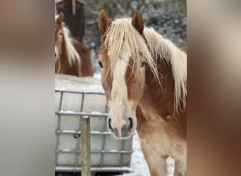 Haflinger, Semental, 3 años, Alazán