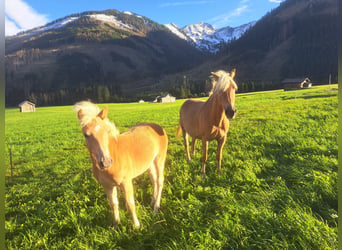 Haflinger, Semental, 3 años