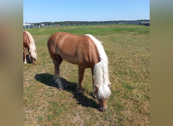 Haflinger, Semental, 4 años, 147 cm, Alazán-tostado