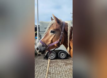 Haflinger, Semental, 4 años, 149 cm, Alazán