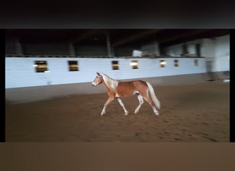 Haflinger, Semental, 4 años, 149 cm, Alazán