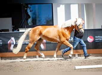 Haflinger, Semental, 4 años, 153 cm, Alazán