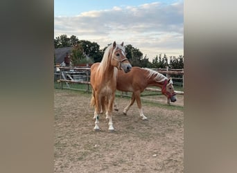 Haflinger, Semental, 4 años, 161 cm, Alazán