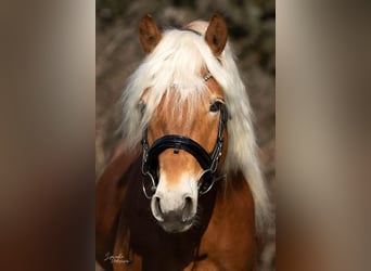 Haflinger, Semental, 5 años, 150 cm, Palomino