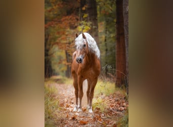 Haflinger, Semental, 6 años, 153 cm, Alazán