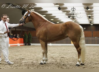 Haflinger, Semental, 6 años, 153 cm, Alazán