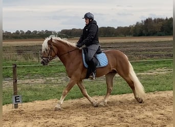 Haflinger, Semental, 6 años, 153 cm, Alazán