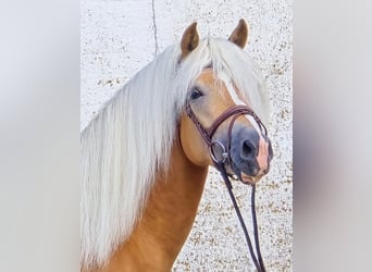 Haflinger, Semental, 6 años, 153 cm