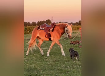 Haflinger, Semental, 6 años, 158 cm, Alazán