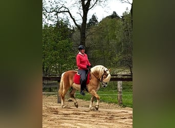Haflinger, Semental, 7 años, 148 cm, Alazán