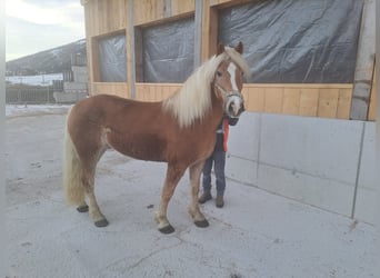 Haflinger, Semental, 8 años