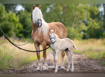 Haflinger, Semental, Potro (05/2023), 149 cm
