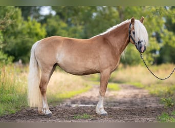 Haflinger, Semental, Potro (05/2023), 149 cm