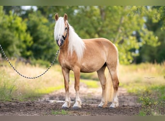 Haflinger, Semental, Potro (05/2023), 149 cm