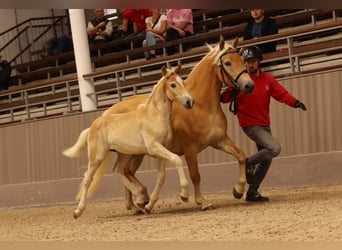 Haflinger, Semental, Potro (04/2023), 150 cm, Alazán